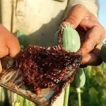 تعبیر خواب تریاک برای زن متاهل و باردار و دختر مجرد از روانشناسی