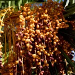 تعبیر خواب درخت خارک برای زن متاهل و باردار و دختر مجرد از روانشناسی