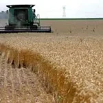 تعبیر خواب گندم درو کردن برای زن متاهل و باردار و دختر مجرد از روانشناسی