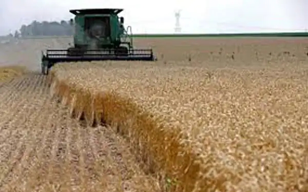تعبیر خواب گندم درو کردن برای زن متاهل و باردار و دختر مجرد از روانشناسی