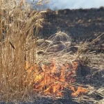 تعبیر خواب گندم سوخته برای زن متاهل و باردار و دختر مجرد از روانشناسی