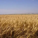 تعبیر خواب گندم زار برای زن متاهل و باردار و دختر مجرد از روانشناسی