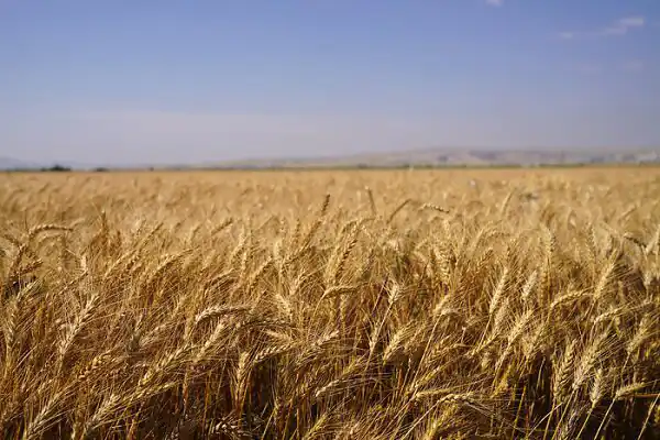 تعبیر خواب گندم زار برای زن متاهل و باردار و دختر مجرد از روانشناسی
