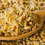 تعبیر خواب جوانه گندم برای زن متاهل و باردار و دختر مجرد از روانشناسی
