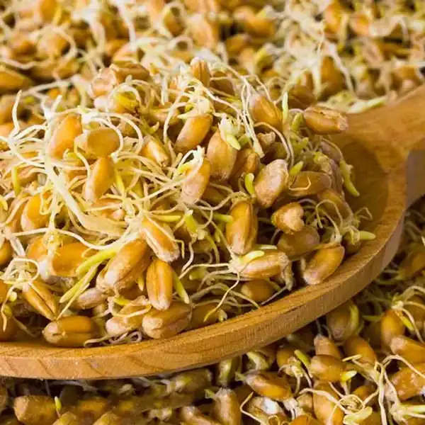 تعبیر خواب جوانه گندم برای زن متاهل و باردار و دختر مجرد از روانشناسی