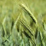 تعبیر خواب خوشه گندم سبز برای زن متاهل و باردار و دختر مجرد از روانشناسی