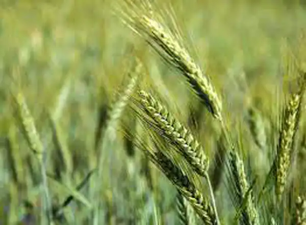 تعبیر خواب خوشه گندم سبز برای زن متاهل و باردار و دختر مجرد از روانشناسی