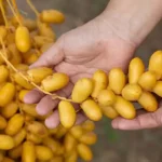 تعبیر خواب خوشه خارک برای زن متاهل و باردار و دختر مجرد از روانشناسی