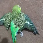 تعبیر خواب مرگ مرغ عشق برای زن متاهل و باردار و دختر مجرد از روانشناسی