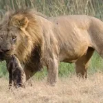 تعبیر خواب بلعیده شدن توسط شیر برای زن متاهل و باردار و دختر مجرد از روانشناسی
