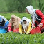 تعبیر خواب چیدن چای برای زن متاهل و باردار و دختر مجرد از روانشناسی