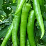 تعبیر خواب چیدن فلفل سبز شیرین برای زن متاهل و باردار و دختر مجرد از روانشناسی