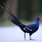 تعبیر خواب قرقاول آبی برای زن متاهل و باردار و دختر مجرد از روانشناسی