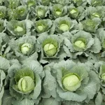 تعبیر خواب کلم پیچ سبز برای زن متاهل و باردار و دختر مجرد از روانشناسی