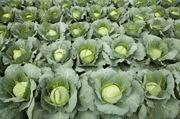تعبیر خواب کلم پیچ سبز برای زن متاهل و باردار و دختر مجرد از روانشناسی