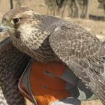 تعبیر خواب شاهین زخمی برای زن متاهل و باردار و دختر مجرد از روانشناسی