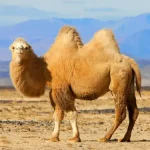 تعبیر خواب شتر امام صادق برای زن متاهل و باردار و دختر مجرد از روانشناسی