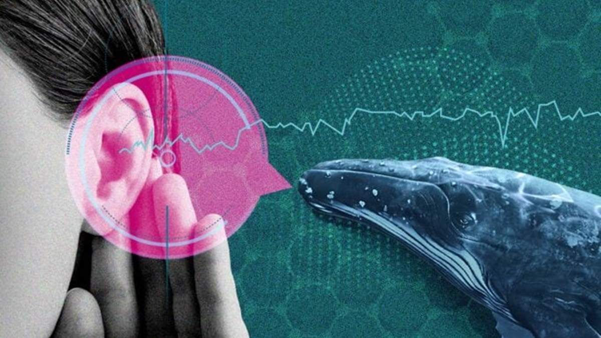 هوش مصنوعی در حال رمزگشایی زبان حیوانات است ؛ آیا باید پاسخ بدهیم؟