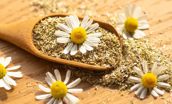 تعبیر خواب بابونه برای زن متاهل و باردار و دختر مجرد از روانشناسی