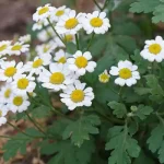 تعبیر خواب باغ گل بابونه برای زن متاهل و باردار و دختر مجرد از روانشناسی