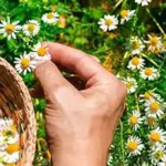 تعبیر خواب بابونه چیدن برای زن متاهل و باردار و دختر مجرد از روانشناسی