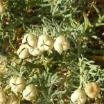 تعبیر خواب گیاه اسپند برای زن متاهل و باردار و دختر مجرد از روانشناسی