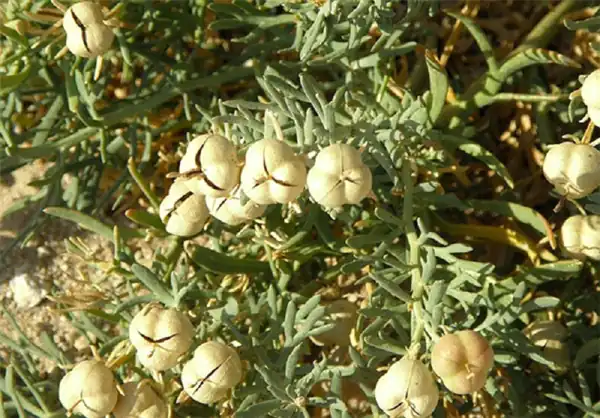 تعبیر خواب گیاه اسپند برای زن متاهل و باردار و دختر مجرد از روانشناسی