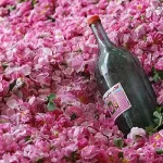 تعبیر خواب گلاب برای زن متاهل و باردار و دختر مجرد از روانشناسی