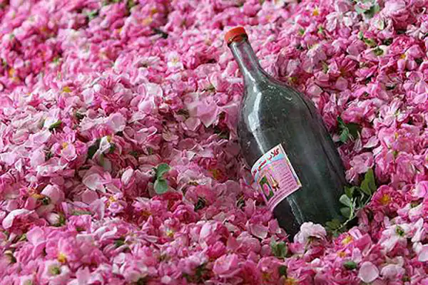 تعبیر خواب گلاب برای زن متاهل و باردار و دختر مجرد از روانشناسی