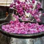 تعبیر خواب گلاب گیری برای زن متاهل و باردار و دختر مجرد از روانشناسی
