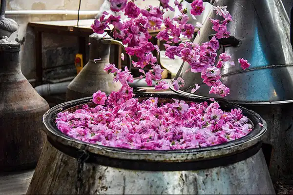 تعبیر خواب گلاب گیری برای زن متاهل و باردار و دختر مجرد از روانشناسی