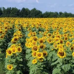 تعبیر خواب کاشتن گل آفتابگردان برای زن متاهل و باردار و دختر مجرد از روانشناسی