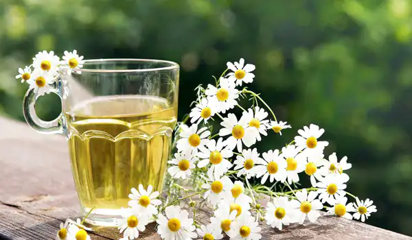 تعبیر خواب خوردن بابونه برای زن متاهل و باردار و دختر مجرد از روانشناسی
