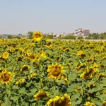 تعبیر خواب مزرعه آفتابگردان برای زن متاهل و باردار و دختر مجرد از روانشناسی