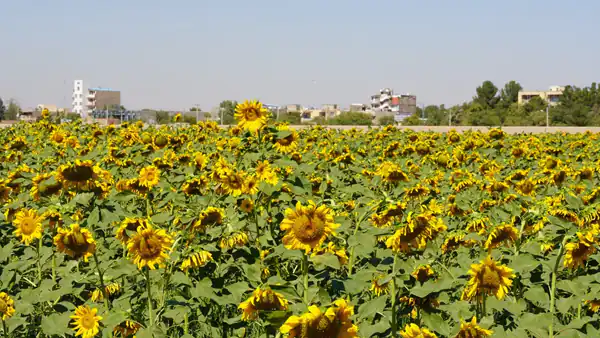 تعبیر خواب مزرعه آفتابگردان برای زن متاهل و باردار و دختر مجرد از روانشناسی