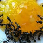 تعبیر خواب مورچه روی خوراکی برای زن متاهل و باردار و دختر مجرد از روانشناسی