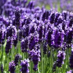 تعبیر خواب در مورد اسطوخودوس برای زن متاهل و باردار و دختر مجرد از روانشناسی