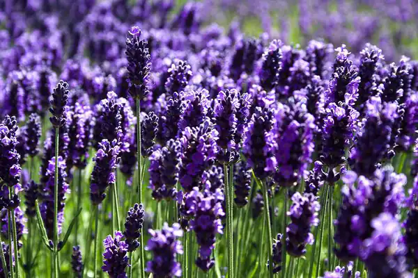تعبیر خواب در مورد اسطوخودوس برای زن متاهل و باردار و دختر مجرد از روانشناسی
