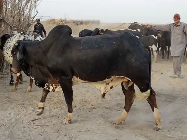 تعبیر خواب ترسیدن از گاو برای زن متاهل و باردار و دختر مجرد از روانشناسی