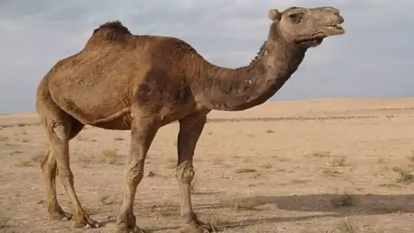 تعبیر خواب ترسیدن از شتر برای زن متاهل و باردار و دختر مجرد از روانشناسی