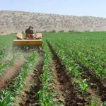 تعبیر خواب یونجه کاشتن برای زن متاهل و باردار و دختر مجرد از روانشناسی