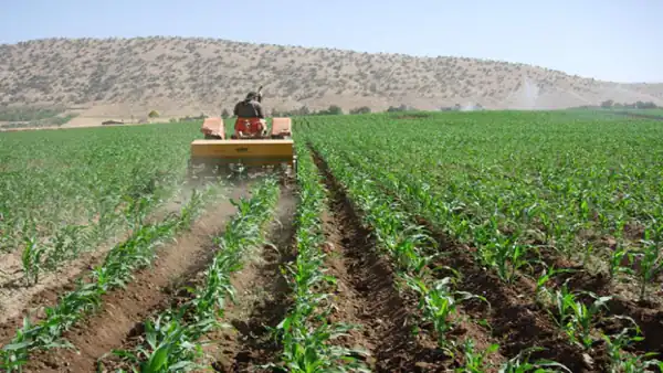 تعبیر خواب یونجه کاشتن برای زن متاهل و باردار و دختر مجرد از روانشناسی