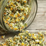 تعبیر خواب بابونه خشک برای زن متاهل و باردار و دختر مجرد از روانشناسی