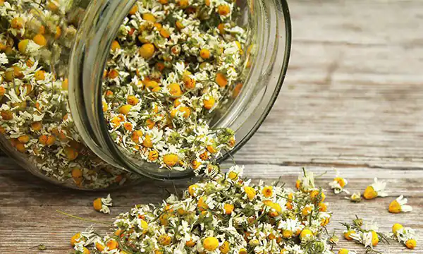 تعبیر خواب بابونه خشک برای زن متاهل و باردار و دختر مجرد از روانشناسی