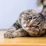 تعبیر خواب گربه در خانه برای زن متاهل و باردار و دختر مجرد از روانشناسی