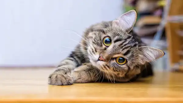 تعبیر خواب گربه در خانه برای زن متاهل و باردار و دختر مجرد از روانشناسی
