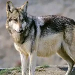 تعبیر خواب گرگ حضرت یوسف برای زن متاهل و باردار و دختر مجرد از روانشناسی