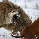 تعبیر خواب گرگ که حمله میکند برای زن متاهل و باردار و دختر مجرد از روانشناسی