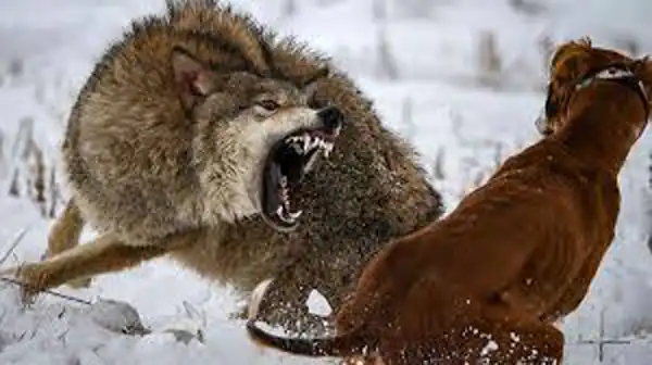 تعبیر خواب گرگ که حمله میکند برای زن متاهل و باردار و دختر مجرد از روانشناسی