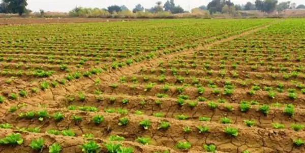 تعبیر خواب کاشت یونجه برای زن متاهل و باردار و دختر مجرد از روانشناسی